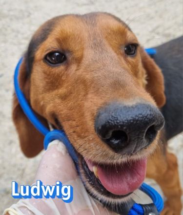 Ludwig, 12/20 - treuer Bracken Herr sucht 2te Chance