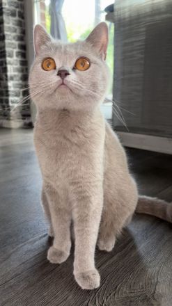 Süße Bkh kitten