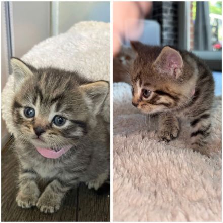 Süße Bkh kitten