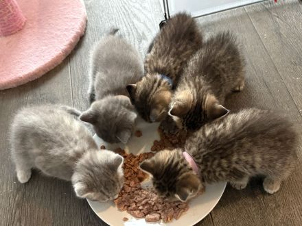 Süße Bkh kitten
