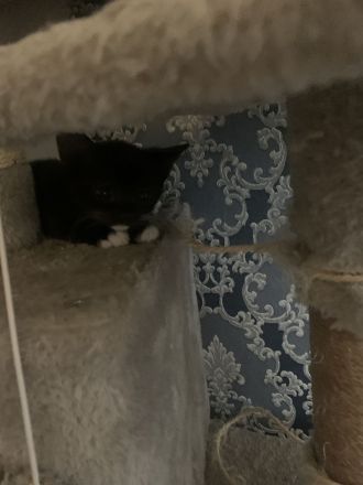 Kitten