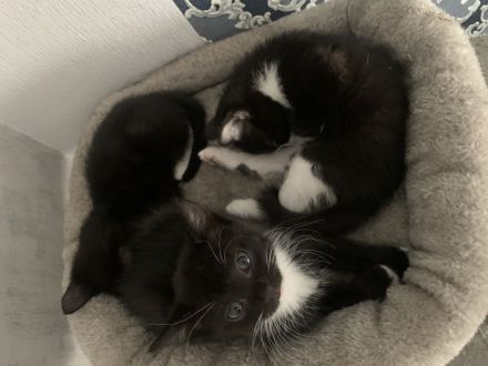 Kitten