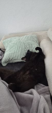 Kater