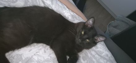 Kater