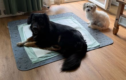 Australian Shepherd-Malteser-Mix Welpen suchen ihr Zuhause (4/6 bereits reserviert)