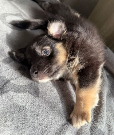 Australian Shepherd-Malteser-Mix Welpen suchen ihr Zuhause (4/6 bereits reserviert)
