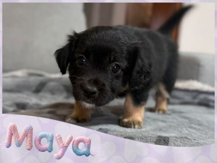 Australian Shepherd-Malteser-Mix Welpen suchen ihr Zuhause (4/6 bereits reserviert)