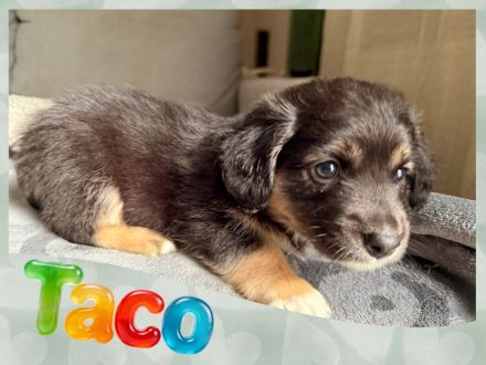 Australian Shepherd-Malteser-Mix Welpen suchen ihr Zuhause (4/6 bereits reserviert)
