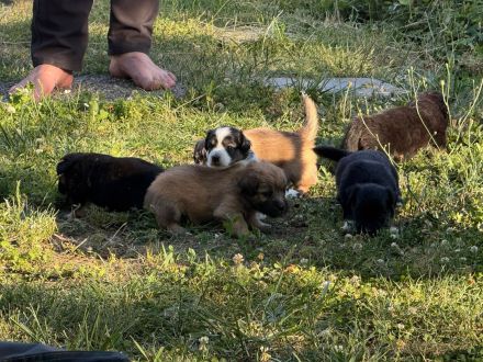 Australian Shepherd-Malteser-Mix Welpen suchen ihr Zuhause (4/6 bereits reserviert)