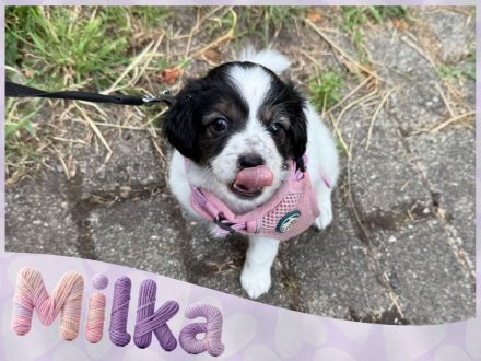 Australian Shepherd-Malteser-Mix Welpen suchen ihr Zuhause (4/6 bereits reserviert)