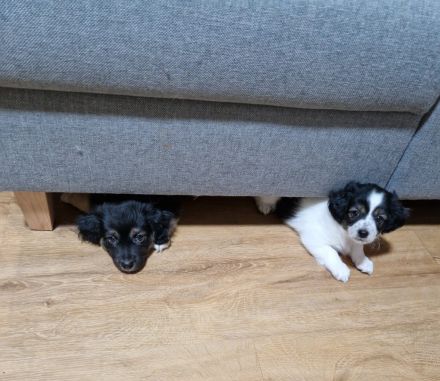 Australian Shepherd-Malteser-Mix Welpen suchen ihr Zuhause (4/6 bereits reserviert)