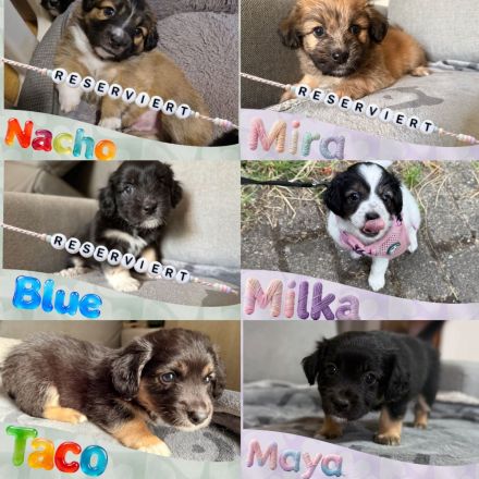 Australian Shepherd-Malteser-Mix Welpen suchen ihr Zuhause (4/6 bereits reserviert)