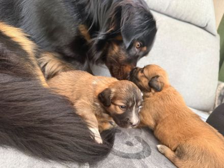 Australian Shepherd-Malteser-Mix Welpen suchen ihr Zuhause (4/6 bereits reserviert)