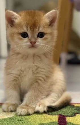 BKH Kitten Black Golden Shaded