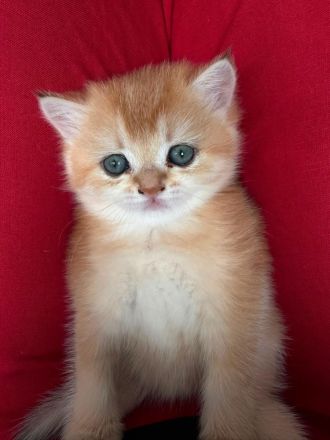 BKH Kitten Black Golden Shaded