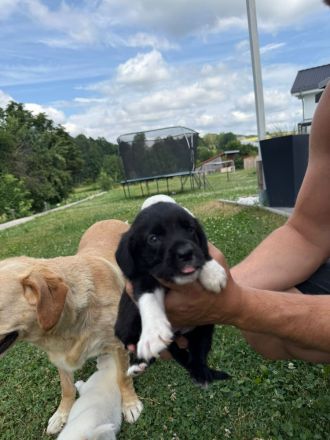 Labrador Mix Welpen
