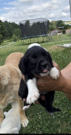Labrador Mix Welpen