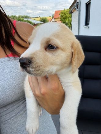 Labrador Mix Welpen