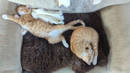 Noch ein Maikätzchen EKH Kitten sucht ein liebevolles Zuhause.