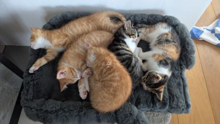 Noch ein Maikätzchen EKH Kitten sucht ein liebevolles Zuhause.