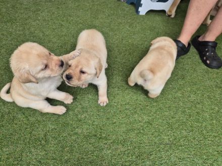 Reinrassige Labrador Retriever Welpen abzugeben