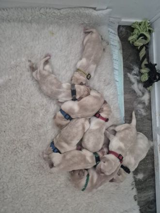 Reinrassige Labrador Retriever Welpen abzugeben