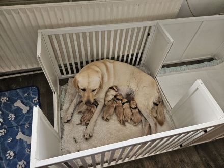 Reinrassige Labrador Retriever Welpen abzugeben