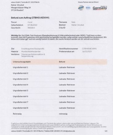 Reinrassige Labrador Retriever Welpen abzugeben