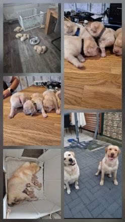 Reinrassige Labrador Retriever Welpen abzugeben