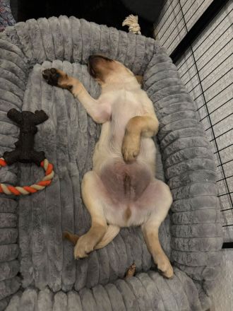 Reinrassiger Labrador Retriever Welpe abzugeben