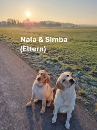 Reinrassige Labrador Retriever Welpen abzugeben
