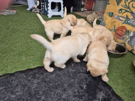 Reinrassige Labrador Retriever Welpen abzugeben
