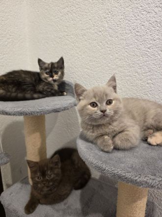 Die Lilly und Luna suchen eine liebevolle fürsorgliche neue Familie