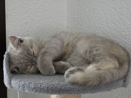 Die Lilly und Luna suchen eine liebevolle fürsorgliche neue Familie