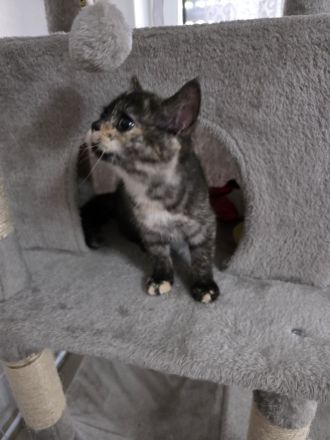 Die Lilly und Luna suchen eine liebevolle fürsorgliche neue Familie