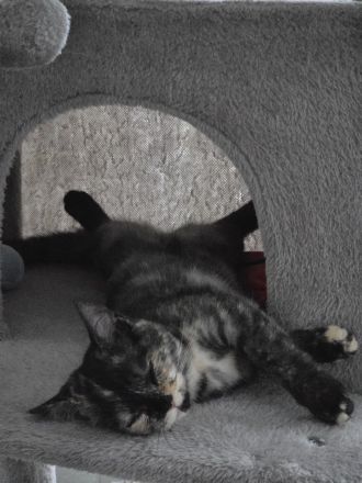 Die Lilly und Luna suchen eine liebevolle fürsorgliche neue Familie