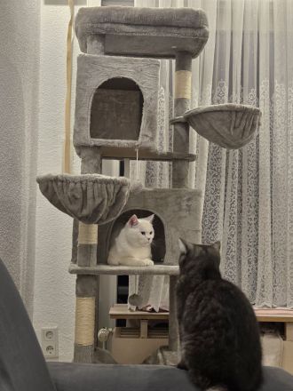 Die Lilly und Luna suchen eine liebevolle fürsorgliche neue Familie