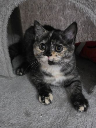 Die Lilly und Luna suchen eine liebevolle fürsorgliche neue Familie