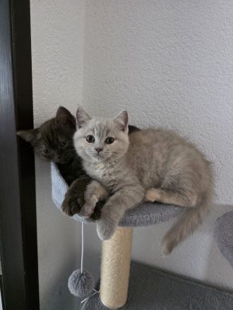 Die Lilly und Luna suchen eine liebevolle fürsorgliche neue Familie