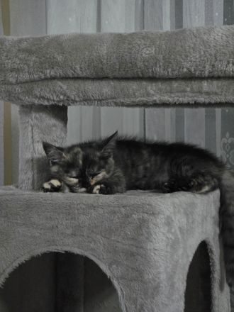 Die Lilly und Luna suchen eine liebevolle fürsorgliche neue Familie