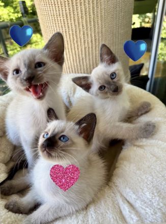 Siam Kitten Reinrassige