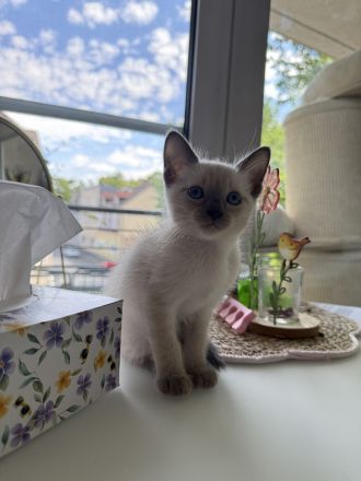 Siam Kitten Reinrassige