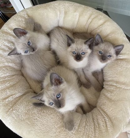 Siam Kitten Reinrassige