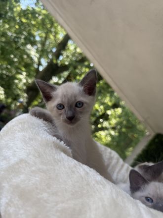 Siam Kitten Reinrassige
