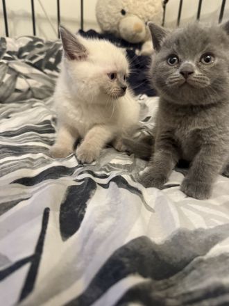 BKH Kitten – ab sofort zum Reservieren (Abgabe ab Mitte August)