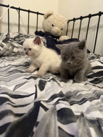 BKH Kitten – ab sofort zum Reservieren (Abgabe ab Mitte August)