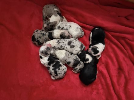Border Collies