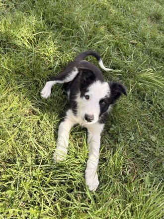 Border Collies noch ein Rüde und eine Hündin