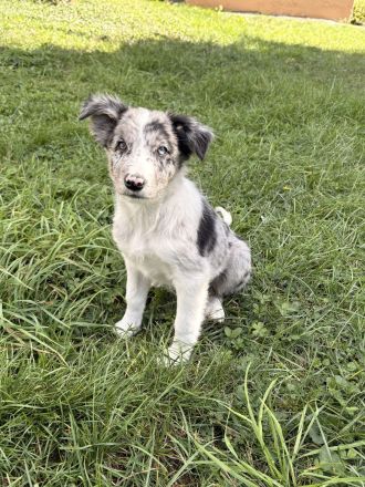 Border Collies noch ein Rüde und eine Hündin
