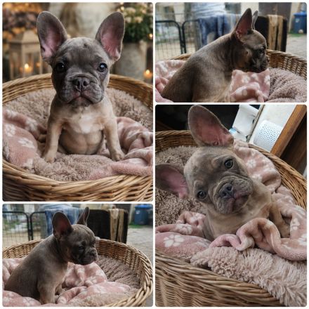 Hermine sucht dich und ihr neues 5* Zuhause